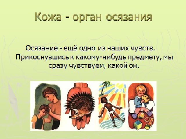 Органы чувств 3 класс презентация