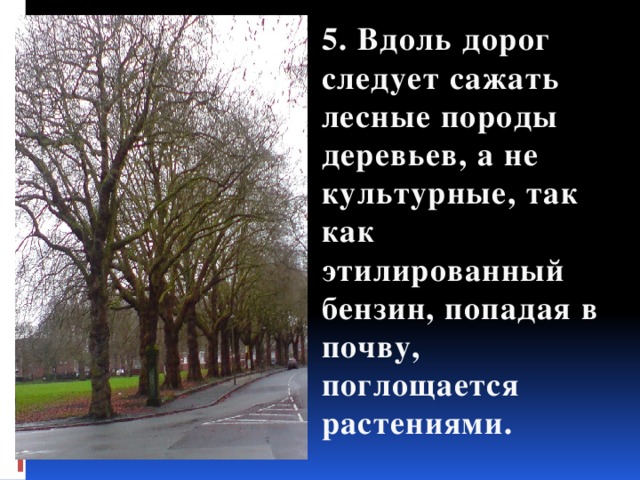 5. Вдоль дорог следует сажать лесные породы деревьев, а не культурные, так как этилированный бензин, попадая в почву, поглощается растениями. 