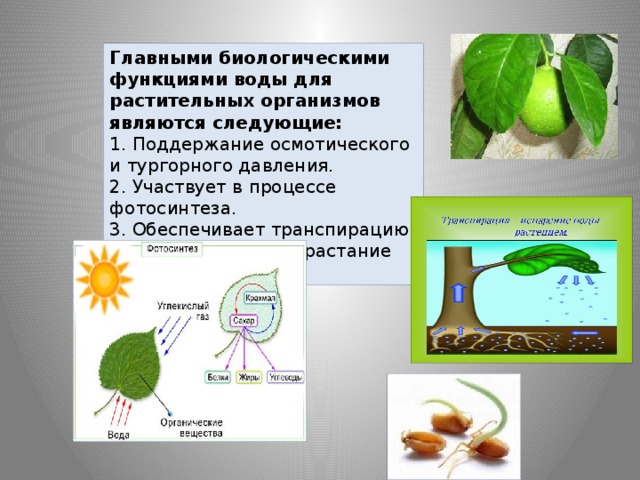 Главными биологическими функциями воды для растительных организмов являются следующие: 1. Поддержание осмотического и тургорного давления. 2. Участвует в процессе фотосинтеза. 3. Обеспечивает транспирацию. 4. Обеспечивает прорастание семян. 