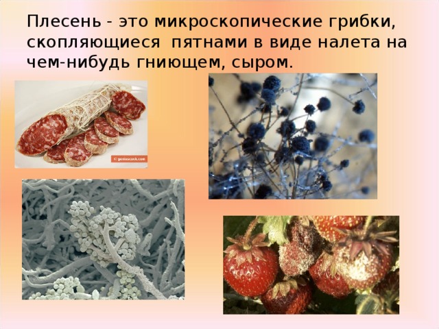 Проект плесень друг или враг