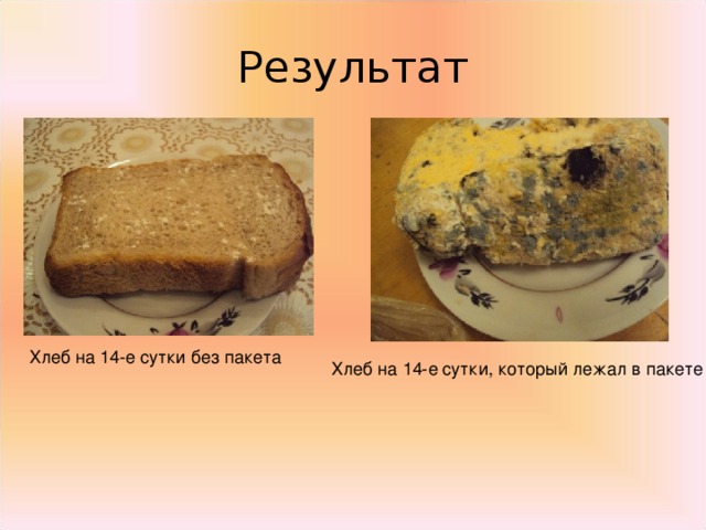 Проект плесень друг или враг
