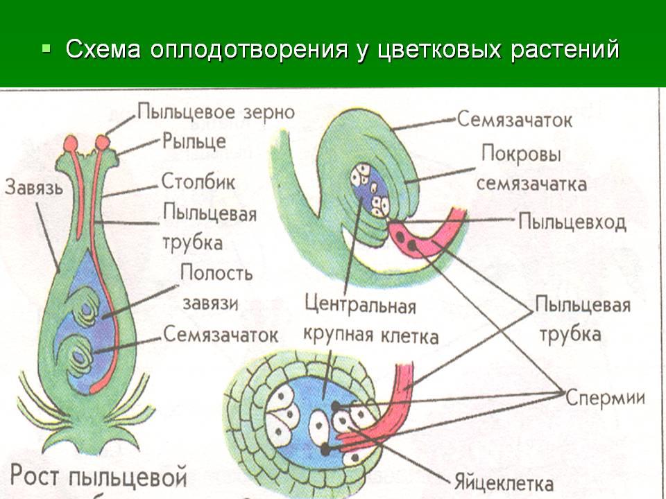 Процесс двойного оплодотворения происходит в части цветка обозначенной на рисунке цифрой