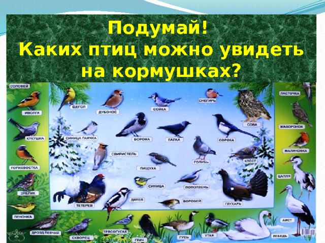 Подумай! Каких птиц можно увидеть на кормушках? 