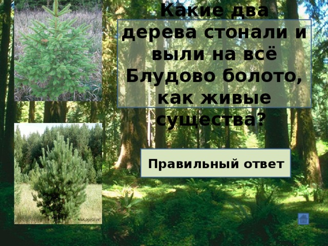 Какие два дерева стонали и выли на всё Блудово болото, как живые существа? Ель и сосна Правильный ответ 