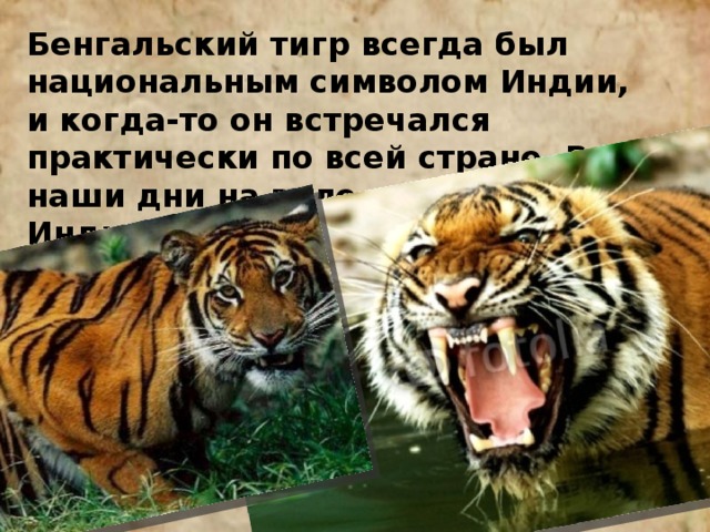 Бенгальский тигр всегда был национальным символом Индии, и когда-то он встречался практически по всей стране. В наши дни на воле в джунглях Индии живет не более 4 тысяч особей этого животного. 