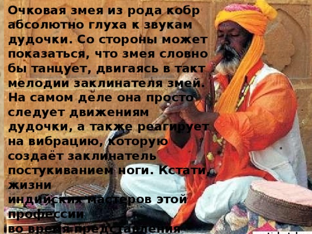 Очковая змея из рода кобр абсолютно глуха к звукам дудочки. Со стороны может показаться, что змея словно бы танцует, двигаясь в такт мелодии заклинателя змей. На самом деле она просто следует движениям дудочки, а также реагирует на вибрацию, которую создаёт заклинатель постукиванием ноги. Кстати, жизни индийских мастеров этой профессии во время представления ничего не угрожает —  весь яд из зубов кобры у даляется заранее. 