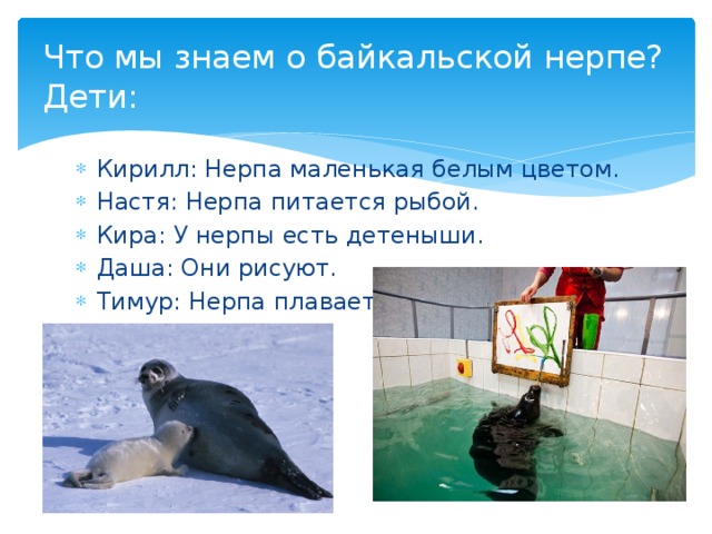 Что мы знаем о байкальской нерпе?  Дети: Кирилл: Нерпа маленькая белым цветом. Настя: Нерпа питается рыбой. Кира: У нерпы есть детеныши. Даша: Они рисуют. Тимур: Нерпа плавает. 