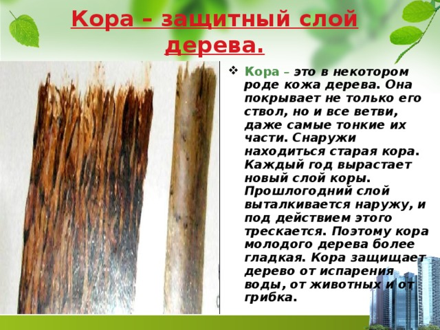 Расположение между корой и древесиной
