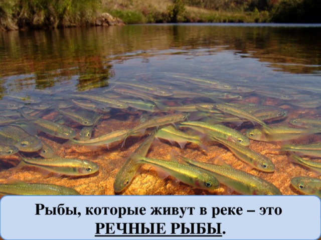Рыбы, которые живут в реке – это РЕЧНЫЕ РЫБЫ . 