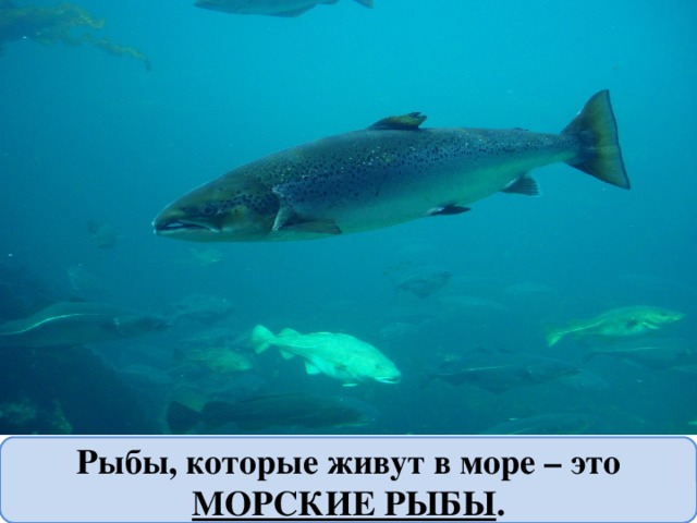 Рыбы, которые живут в море – это МОРСКИЕ РЫБЫ . 