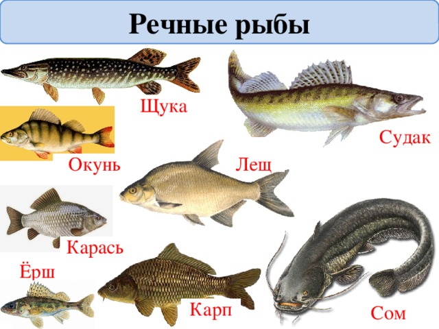 Речные рыбы Щука Судак Окунь Лещ Карась Ёрш Карп Сом 