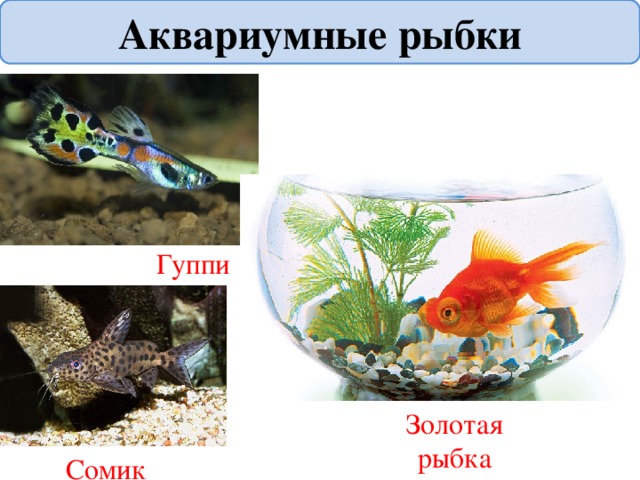 Аквариумные рыбки Гуппи Золотая рыбка Сомик 