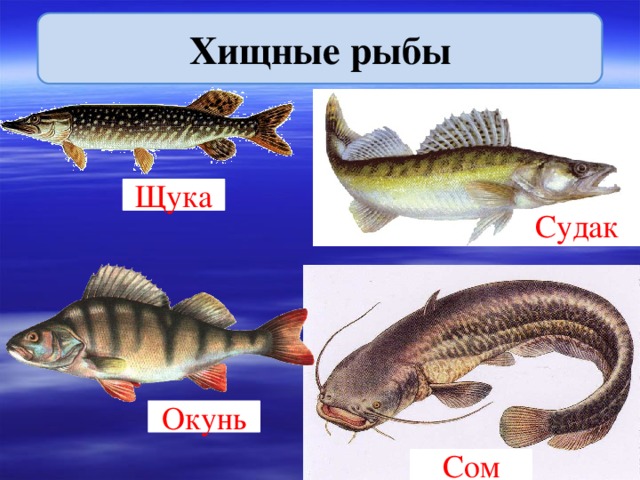 Хищные рыбы Щука Судак Окунь Сом  
