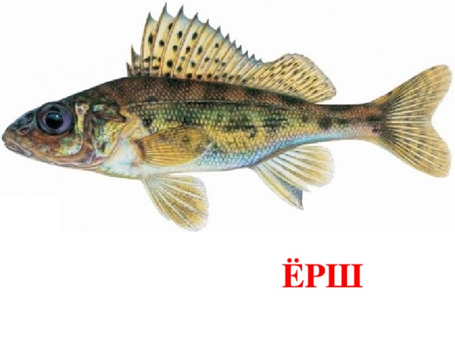 ЁРШ 