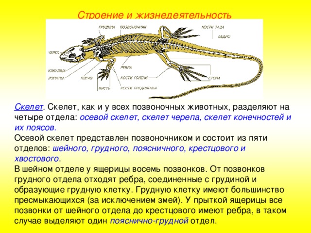 Строение и жизнедеятельность Скелет .  Скелет, как и у всех позвоночных животных, разделяют на четыре отдела: осевой скелет, скелет черепа, скелет конечностей и их поясов.  Осевой скелет представлен позвоночником и состоит из пяти отделов: шейного, грудного, поясничного, крестцового и хвостового . В шейном отделе у ящерицы восемь позвонков. От позвонков грудного отдела отходят ребра, соединенные с грудиной и образующие грудную клетку. Грудную клетку имеют большинство пресмыкающихся (за исключением змей). У прыткой ящерицы все позвонки от шейного отдела до крестцового имеют ребра, в таком случае выделяют один пояснично-грудной отдел.
