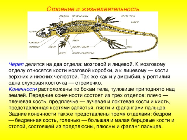 Строение и жизнедеятельность Череп делится на два отдела: мозговой и лицевой. К мозговому отделу относятся кости мозговой коробки, а к лицевому — кости верхних и нижних челюстей. Так же как и у амфибий, у рептилий одна слуховая косточка — стремечко. Конечности расположены по бокам тела, туловище приподнято над землей. Передние конечности состоят из трех отделов: плечо — плечевая кость, предплечье — лучевая и локтевая кости и кисть, представленная костями запястья, пясти и фалангами пальцев. Задние конечности также представлены тремя отделами: бедром — бедренная кость, голенью — большая и малая берцовые кости и стопой, состоящей из предплюсны, плюсны и фаланг пальцев.