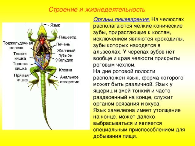 Строение и жизнедеятельность Органы пищеварения . На челюстях располагаются мелкие конические зубы, прирастающие к костям, исключением являются крокодилы, зубы которых находятся в альвеолах. У черепах зубов нет вообще и края челюсти прикрыты роговым чехлом. На дне ротовой полости расположен язык, форма которого может быть различной. Язык у ящериц и змей тонкий и часто раздвоенный на конце, служит органом осязания и вкуса. Язык хамелеона имеет утолщение на конце, может далеко выбрасываться и является специальным приспособлением для добывания пищи.