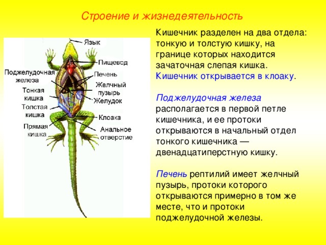 Строение и жизнедеятельность Кишечник разделен на два отдела: тонкую и толстую кишку, на границе которых находится зачаточная слепая кишка. Кишечник открывается в клоаку . Поджелудочная железа располагается в первой петле кишечника, и ее протоки открываются в начальный отдел тонкого кишечника — двенадцатиперстную кишку. Печень рептилий имеет желчный пузырь, протоки которого открываются примерно в том же месте, что и протоки поджелудочной железы.