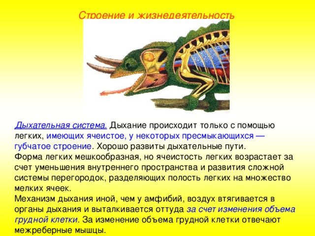 Строение и жизнедеятельность Дыхательная система .  Дыхание происходит только с помощью легких, имеющих ячеистое, у некоторых пресмыкающихся — губчатое строение . Хорошо развиты дыхательные пути. Форма легких мешкообразная, но ячеистость легких возрастает за счет уменьшения внутреннего пространства и развития сложной системы перегородок, разделяющих полость легких на множество мелких ячеек. Механизм дыхания иной, чем у амфибий, воздух втягивается в органы дыхания и выталкивается оттуда за счет изменения объема грудной клетки . За изменение объема грудной клетки отвечают межреберные мышцы.