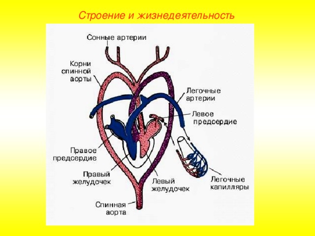 Строение и жизнедеятельность