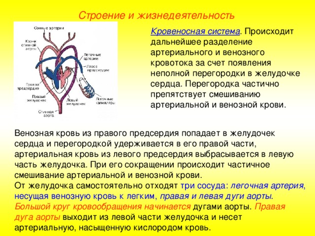 Строение и жизнедеятельность Кровеносная  система . Происходит дальнейшее разделение артериального и венозного кровотока за счет появления неполной перегородки в желудочке сердца. Перегородка частично препятствует смешиванию артериальной и венозной крови. Венозная кровь из правого предсердия попадает в желудочек сердца и перегородкой удерживается в его правой части, артериальная кровь из левого предсердия выбрасывается в левую часть желудочка. При его сокращении происходит частичное смешивание артериальной и венозной крови. От желудочка самостоятельно отходят три сосуда: легочная артерия , несущая венозную кровь к легким, правая и левая дуги аорты.  Большой круг кровообращения начинается дугами аорты. Правая дуга аорты выходит из левой части желудочка и несет артериальную, насыщенную кислородом кровь.