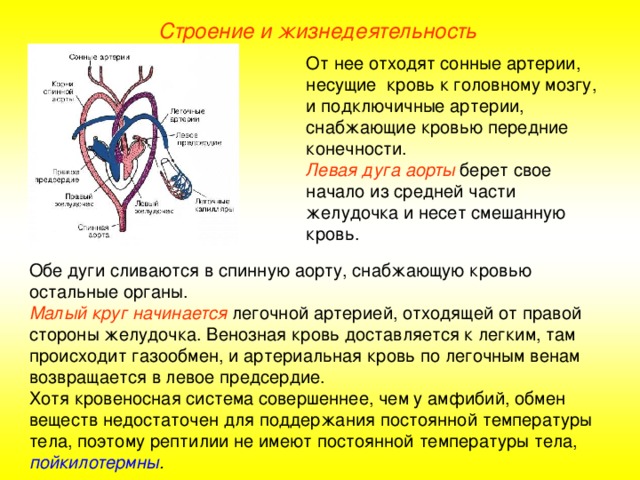 Строение и жизнедеятельность От нее отходят сонные артерии, несущие кровь к головному мозгу, и подключичные артерии, снабжающие кровью передние конечности. Левая дуга аорты берет свое начало из средней части желудочка и несет смешанную кровь. Обе дуги сливаются в спинную аорту, снабжающую кровью остальные органы. Малый круг начинается легочной артерией, отходящей от правой стороны желудочка. Венозная кровь доставляется к легким, там происходит газообмен, и артериальная кровь по легочным венам возвращается в левое предсердие. Хотя кровеносная система совершеннее, чем у амфибий, обмен веществ недостаточен для поддержания постоянной температуры тела, поэтому рептилии не имеют постоянной температуры тела, пойкилотермны .