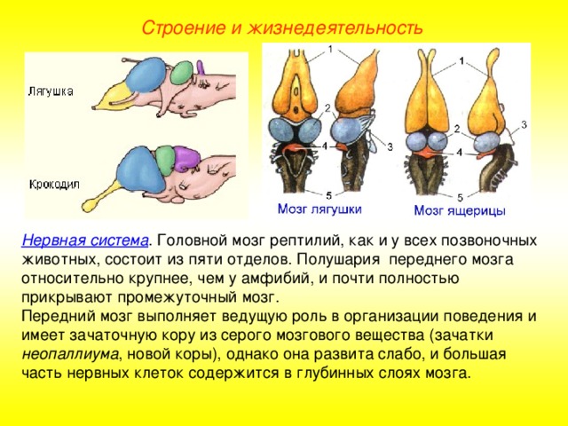 Строение и жизнедеятельность Нервная система . Головной мозг рептилий, как и у всех позвоночных животных, состоит из пяти отделов. Полушария переднего мозга относительно крупнее, чем у амфибий, и почти полностью прикрывают промежуточный мозг. Передний мозг выполняет ведущую роль в организации поведения и имеет зачаточную кору из серого мозгового вещества (зачатки неопаллиума , новой коры), однако она развита слабо, и большая часть нервных клеток содержится в глубинных слоях мозга.