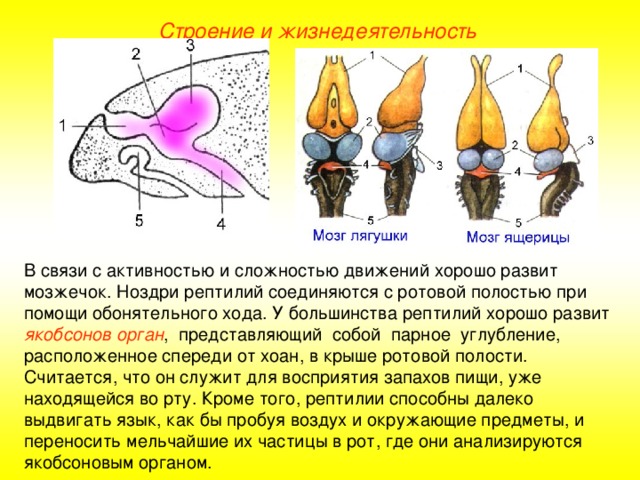 Строение и жизнедеятельность В связи с активностью и сложностью движений хорошо развит мозжечок. Ноздри рептилий соединяются с ротовой полостью при помощи обонятельного хода. У большинства рептилий хорошо развит якобсонов орган , представляющий собой парное углубление, расположенное спереди от хоан, в крыше ротовой полости. Считается, что он служит для восприятия запахов пищи, уже находящейся во рту. Кроме того, рептилии способны далеко выдвигать язык, как бы пробуя воздух и окружающие предметы, и переносить мельчайшие их частицы в рот, где они анализируются якобсоновым органом.