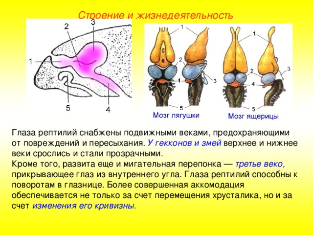 Строение и жизнедеятельность Глаза рептилий снабжены подвижными веками, предохраняющими от повреждений и пересыхания. У гекконов и змей верхнее и нижнее веки срослись и стали прозрачными. Кроме того, развита еще и мигательная перепонка — третье веко, прикрывающее глаз из внутреннего угла. Глаза рептилий способны к поворотам в глазнице. Более совершенная аккомодация обеспечивается не только за счет перемещения хрусталика, но и за счет изменения его кривизны .