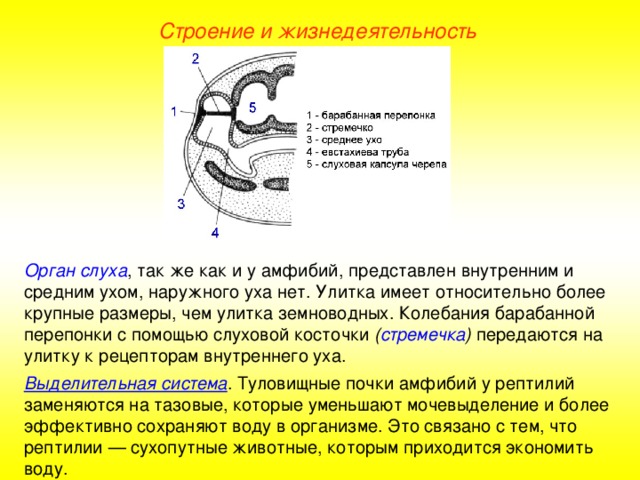 Строение и жизнедеятельность Орган слуха , так же как и у амфибий, представлен внутренним и средним ухом, наружного уха нет. Улитка имеет относительно более крупные размеры, чем улитка земноводных. Колебания барабанной перепонки с помощью слуховой косточки ( стремечка ) передаются на улитку к рецепторам внутреннего уха. Выделительная система . Туловищные почки амфибий у рептилий заменяются на тазовые, которые уменьшают мочевыделение и более эффективно сохраняют воду в организме. Это связано с тем, что рептилии — сухопутные животные, которым приходится экономить воду.