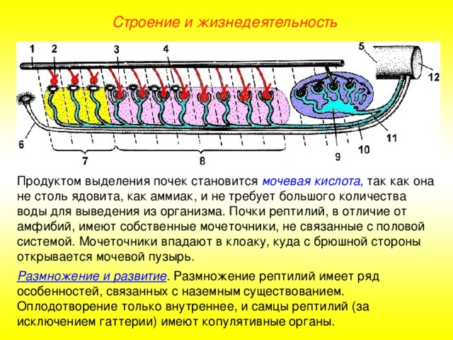 Строение и жизнедеятельность Продуктом выделения почек становится мочевая кислота , так как она не столь ядовита, как аммиак, и не требует большого количества воды для выведения из организма. Почки рептилий, в отличие от амфибий, имеют собственные мочеточники, не связанные с половой системой. Мочеточники впадают в клоаку, куда с брюшной стороны открывается мочевой пузырь. Размножение и развитие . Размножение рептилий имеет ряд особенностей, связанных с наземным существованием. Оплодотворение только внутреннее, и самцы рептилий (за исключением гаттерии) имеют копулятивные органы.