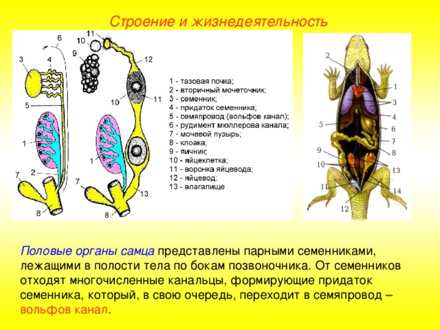 Строение и жизнедеятельность Половые органы самца представлены парными семенниками, лежащими в полости тела по бокам позвоночника. От семенников отходят многочисленные канальцы, формирующие придаток семенника, который, в свою очередь, переходит в семяпровод – вольфов канал .