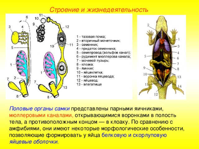 Строение и жизнедеятельность Половые органы самки представлены парными яичниками, мюллеровыми каналами, открывающимися воронками в полость тела, а противоположным концом — в клоаку. По сравнению с амфибиями, они имеют некоторые морфологические особенности, позволяющие формировать у яйца белковую и скорлуповую яйцевые оболочки .