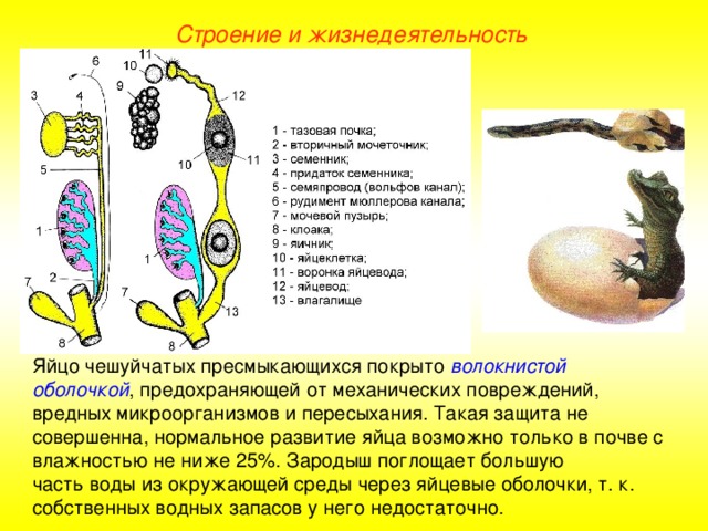 Строение и жизнедеятельность Яйцо чешуйчатых пресмыкающихся покрыто волокнистой оболочкой , предохраняющей от механических повреждений, вредных микроорганизмов и пересыхания. Такая защита не совершенна, нормальное развитие яйца возможно только в почве с влажностью не ниже 25%. Зародыш поглощает большую часть воды из окружающей среды через яйцевые оболочки, т. к. собственных водных запасов у него недостаточно.