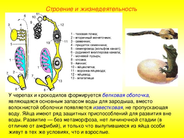 Строение и жизнедеятельность У черепах и крокодилов формируется белковая оболочка , являющаяся основным запасом воды для зародыша, вместо волокнистой оболочки появляется известковая , не пропускающая воду. Яйца имеют ряд защитных приспособлений для развития вне воды. Развитие — без метаморфоза, нет личиночной стадии (в отличие от амфибий), и только что вылупившиеся из яйца особи живут в тех же условиях, что и взрослые.