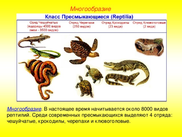 Многообразие Многообразие . В настоящее время начитывается около 8000 видов рептилий. Среди современных пресмыкающихся выделяют 4 отряда: чешуйчатые, крокодилы, черепахи и клювоголовые.