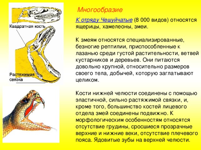 Многообразие К отряду Чешуйчатые (8 000 видов) относятся ящерицы, хамелеоны, змеи. К змеям относятся специализированные, безногие рептилии, приспособленные к лазанью среди густой растительности, ветвей кустарников и деревьев. Они питаются довольно крупной, относительно размеров своего тела, добычей, которую заглатывают целиком. Кости нижней челюсти соединены с помощью эластичной, сильно растяжимой связки, и, кроме того, большинство костей лицевого отдела змей соединены подвижно. К морфологическим особенностям относятся отсутствие грудины, сросшиеся прозрачные верхние и нижние веки, отсутствие плечевого пояса. Ядовитые зубы на верхней челюсти.
