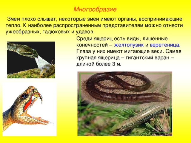 Многообразие  Змеи плохо слышат, некоторые змеи имеют органы, воспринимающие тепло. К наиболее распространенным представителям можно отнести ужеобразных, гадюковых и удавов. Среди ящериц есть виды, лишенные конечностей – желтопузик и веретеница . Глаза у них имеют мигающие веки. Самая крупная ящерица – гигантский варан – длиной более 3 м.