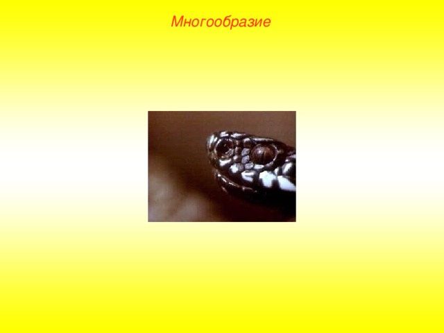 Многообразие