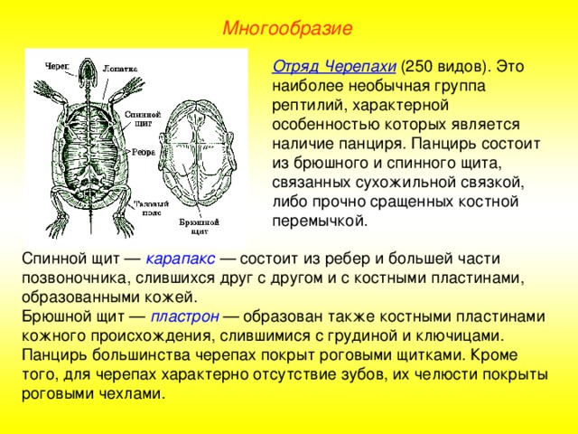 Многообразие Отряд Черепахи (250 видов). Это наиболее необычная группа рептилий, характерной особенностью которых является наличие панциря. Панцирь состоит из брюшного и спинного щита, связанных сухожильной связкой, либо прочно сращенных костной перемычкой. Спинной щит — карапакс — состоит из ребер и большей части позвоночника, слившихся друг с другом и с костными пластинами, образованными кожей. Брюшной щит — пластрон — образован также костными пластинами кожного происхождения, слившимися с грудиной и ключицами. Панцирь большинства черепах покрыт роговыми щитками. Кроме того, для черепах характерно отсутствие зубов, их челюсти покрыты роговыми чехлами.