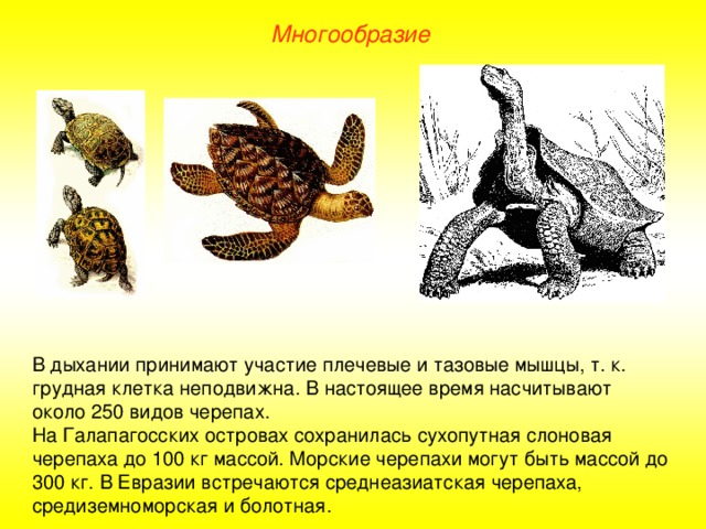 Многообразие В дыхании принимают участие плечевые и тазовые мышцы, т. к. грудная клетка неподвижна. В настоящее время насчитывают около 250 видов черепах. На Галапагосских островах сохранилась сухопутная слоновая черепаха до 100 кг массой. Морские черепахи могут быть массой до 300 кг. В Евразии встречаются среднеазиатская черепаха, средиземноморская и болотная.
