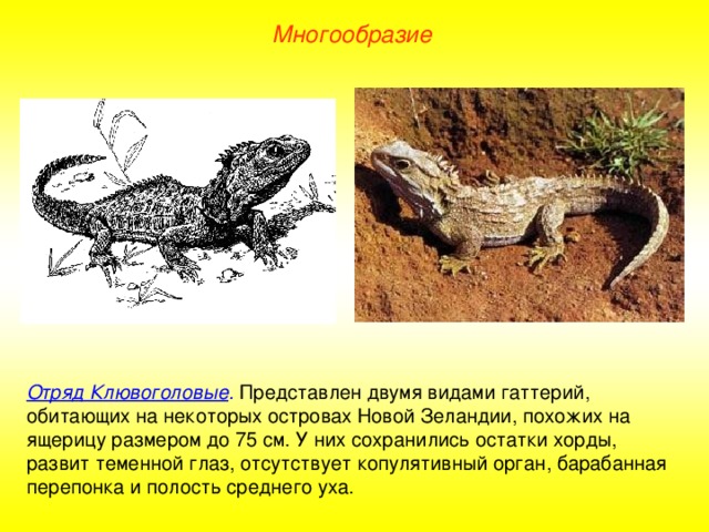 Многообразие Отряд Клювоголовые . Представлен двумя видами гаттерий, обитающих на некоторых островах Новой Зеландии, похожих на ящерицу размером до 75 см. У них сохранились остатки хорды, развит теменной глаз, отсутствует копулятивный орган, барабанная перепонка и полость среднего уха.