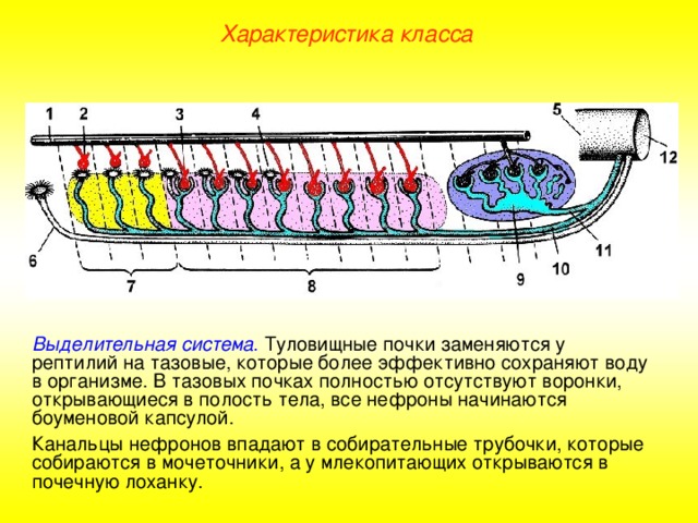 Характеристика класса Выделительная система .  Туловищные почки заменяются у рептилий на тазовые, которые более эффективно сохраняют воду в организме. В тазовых почках полностью отсутствуют воронки, открывающиеся в полость тела, все нефроны начинаются боуменовой капсулой. Канальцы нефронов впадают в собирательные трубочки, которые собираются в мочеточники, а у млекопитающих открываются в почечную лоханку.