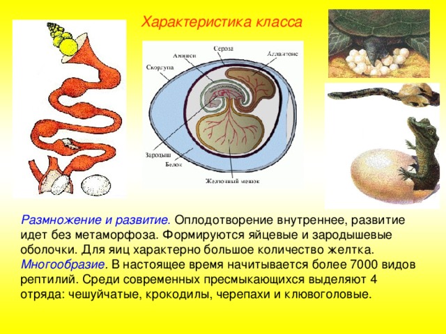 Характеристика класса Размножение и развитие .  Оплодотворение внутреннее, развитие идет без метаморфоза. Формируются яйцевые и зародышевые оболочки. Для яиц характерно большое количество желтка. Многообразие . В настоящее время начитывается более 7000 видов рептилий. Среди современных пресмыкающихся выделяют 4 отряда: чешуйчатые, крокодилы, черепахи и клювоголовые.