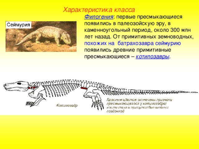Характеристика класса Филогения : первые пресмыкающиеся появились в палеозойскую эру, в каменноугольный период, около 300 млн лет назад. От примитивных земноводных, похожих на батрахозавра сеймурию появились древние примитивные пресмыкающиеся – котилозавры .