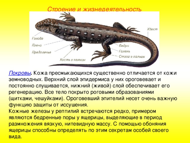 Строение и жизнедеятельность Покровы . Кожа пресмыкающихся существенно отличается от кожи земноводных. Верхний слой эпидермиса у них ороговевает и постоянно слущивается, нижний (живой) слой обеспечивает его регенерацию. Все тело покрыто роговыми образованиями (щитками, чешуйками). Ороговевший эпителий несет очень важную функцию защиты от иссушения. Кожные железы у рептилий встречаются редко, примером являются бедренные поры у ящерицы, выделяющие в период размножения вязкую, нитевидную массу. С помощью обоняния ящерицы способны определять по этим секретам особей своего вида.