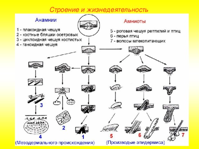 Строение и жизнедеятельность