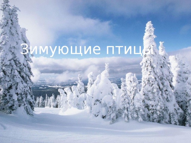 Зимующие птицы 