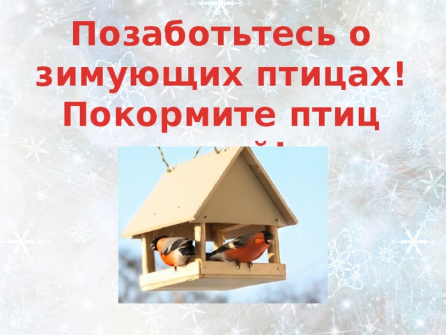 Позаботьтесь о зимующих птицах! Покормите птиц зимой! 