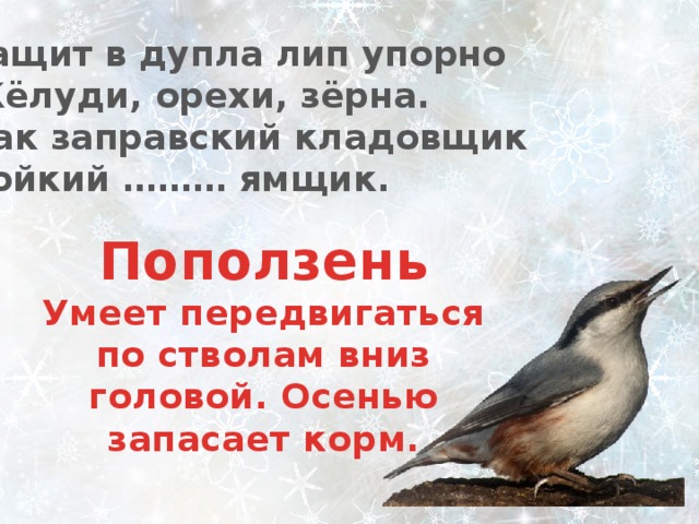 Тащит в дупла лип упорно Жёлуди, орехи, зёрна. Как заправский кладовщик Бойкий ……… ямщик. Поползень Умеет передвигаться по стволам вниз головой. Осенью запасает корм. 
